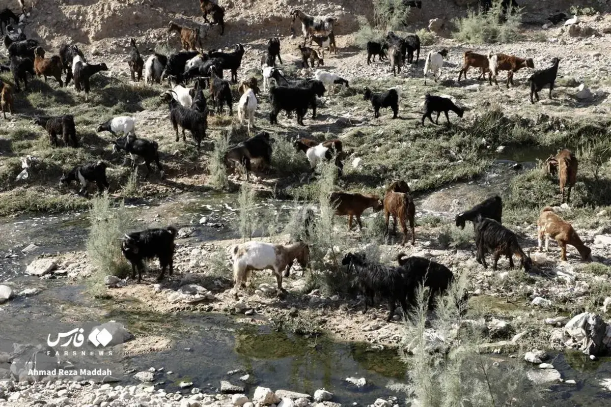 بوی مرگ در مسیر آب