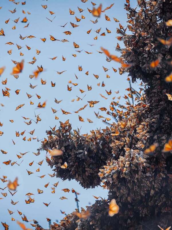 رقص پروانه‌های نارنجی در مسیر مهاجرت
