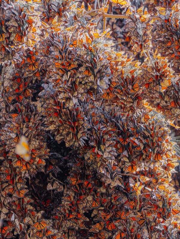 رقص پروانه‌های نارنجی در مسیر مهاجرت