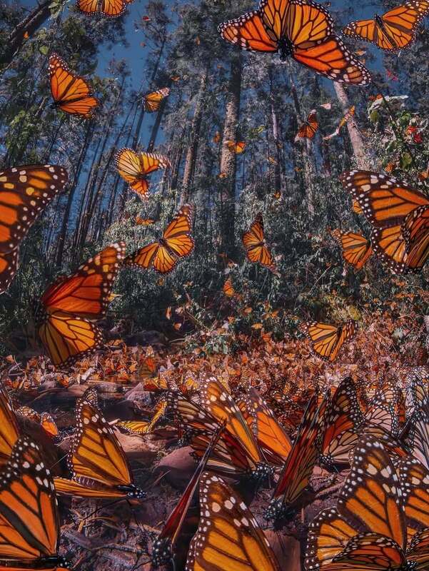 رقص پروانه‌های نارنجی در مسیر مهاجرت