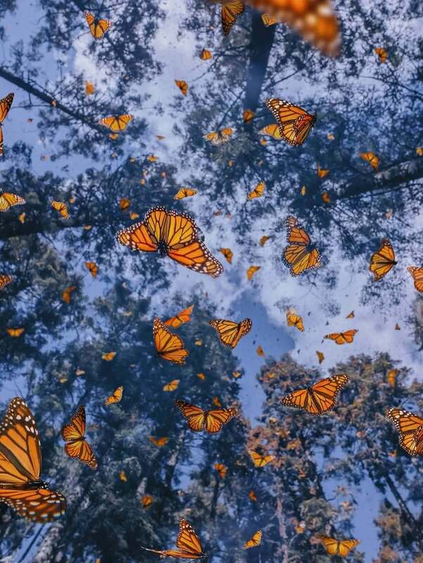 رقص پروانه‌های نارنجی در مسیر مهاجرت