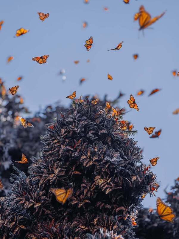 رقص پروانه‌های نارنجی در مسیر مهاجرت