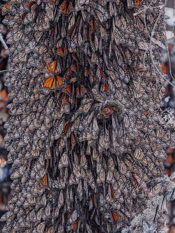 رقص پروانه‌های نارنجی در مسیر مهاجرت