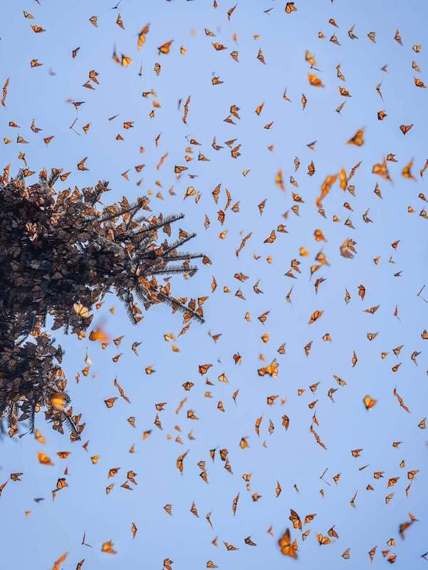 رقص پروانه‌های نارنجی در مسیر مهاجرت