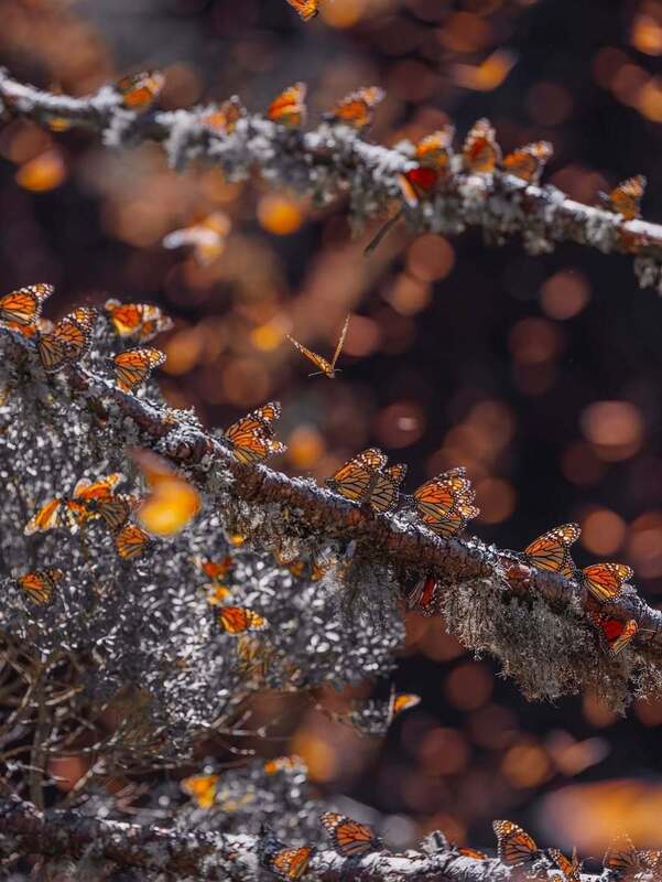 رقص پروانه‌های نارنجی در مسیر مهاجرت