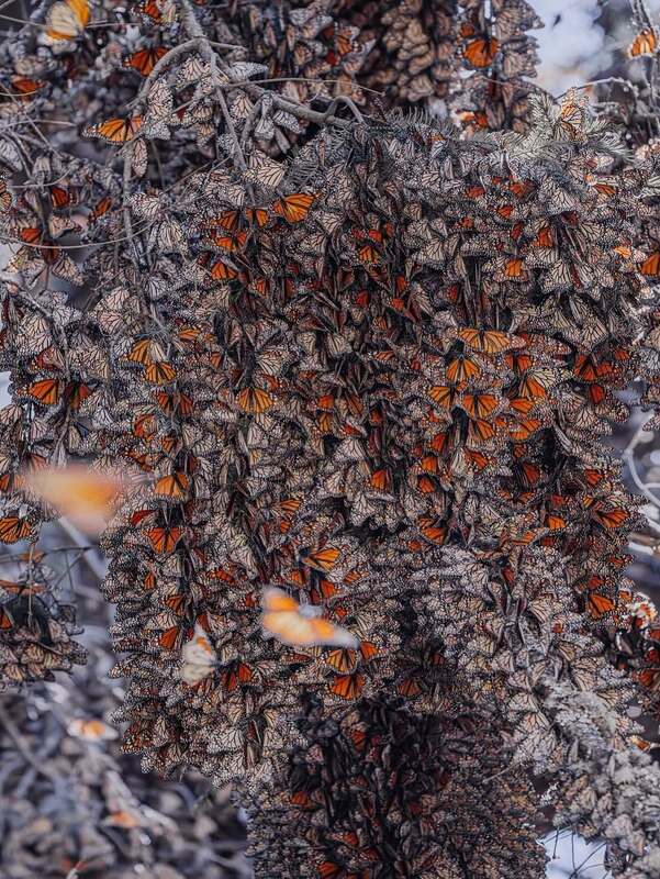 رقص پروانه‌های نارنجی در مسیر مهاجرت