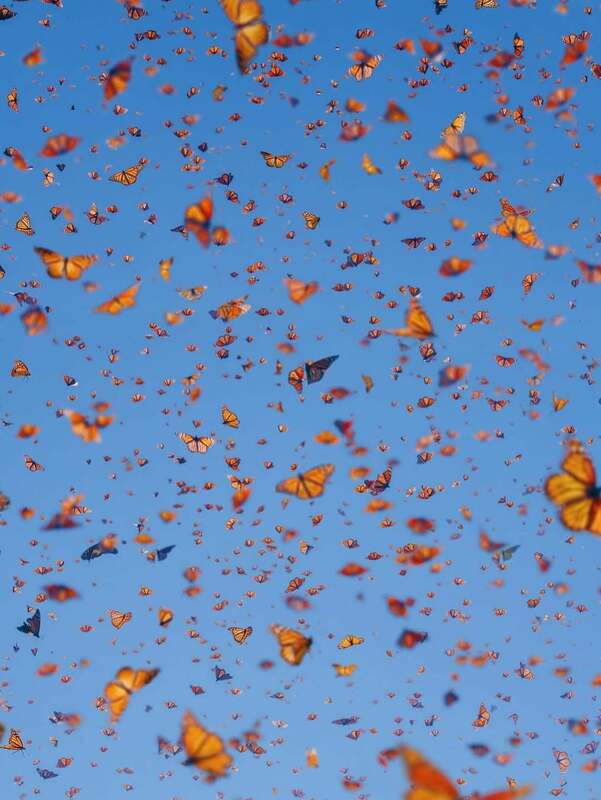 رقص پروانه‌های نارنجی در مسیر مهاجرت