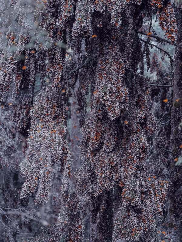 رقص پروانه‌های نارنجی در مسیر مهاجرت