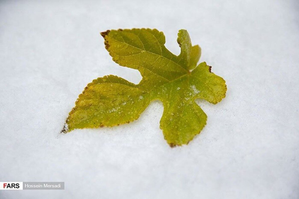 تصاویر باورنکردنی از آبان‌ماه پر از برف تهران