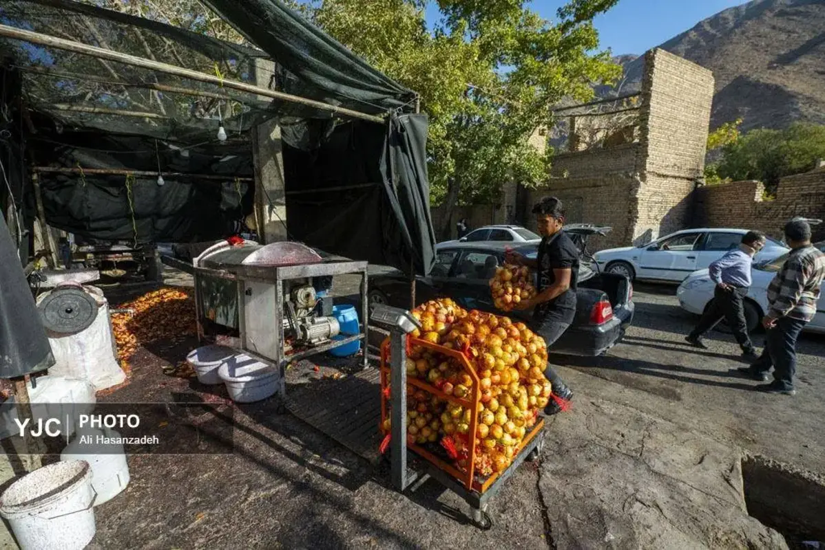 سرخی انار بر تن باغ‌های یزد