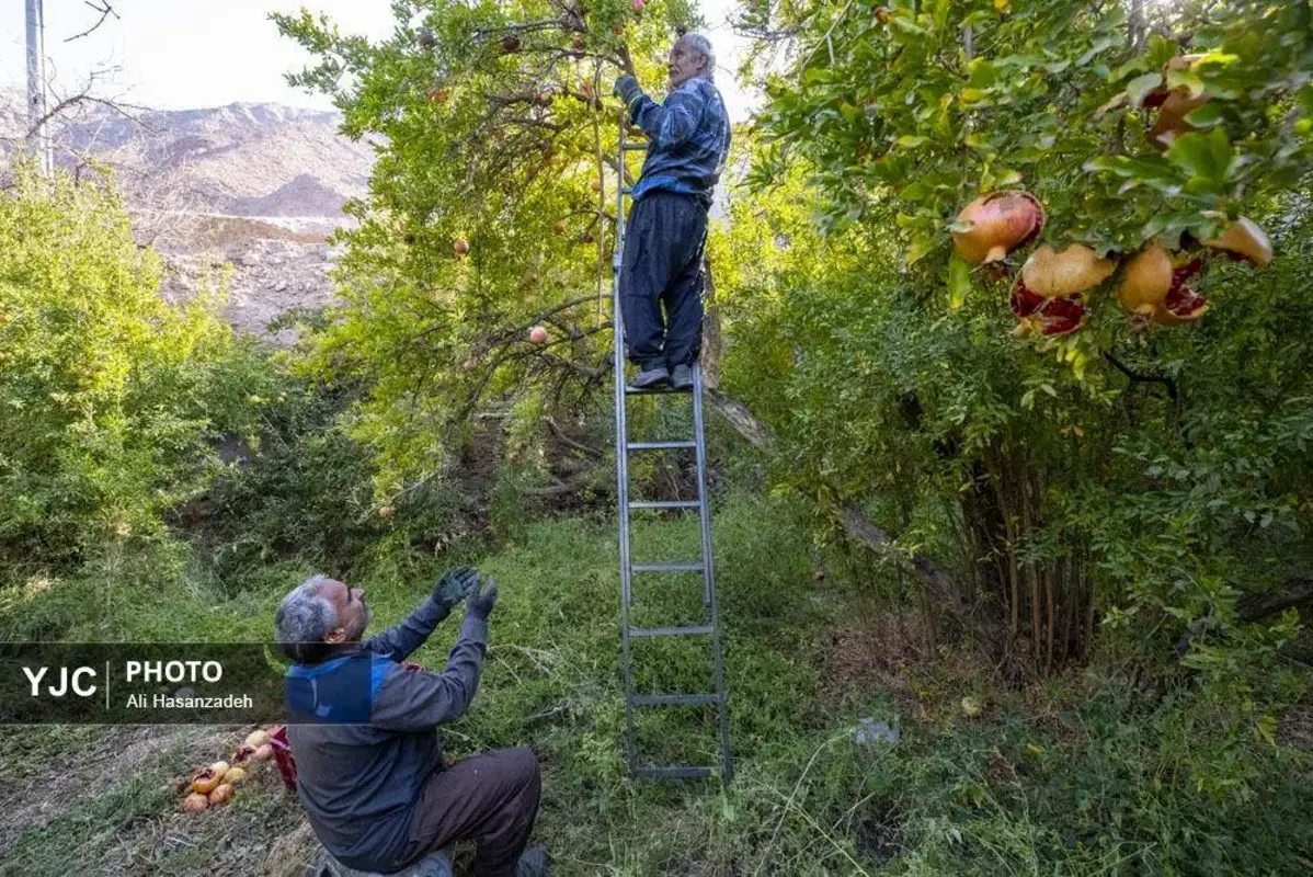 سرخی انار بر تن باغ‌های یزد