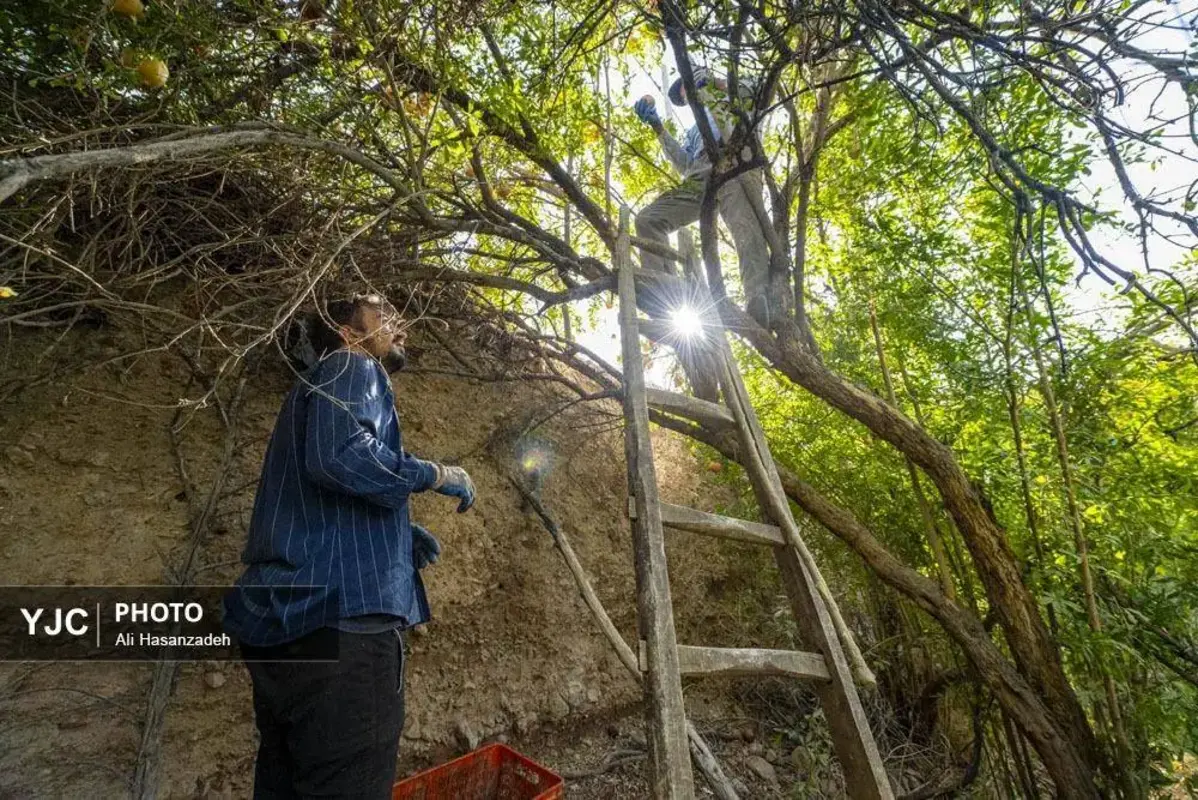 سرخی انار بر تن باغ‌های یزد