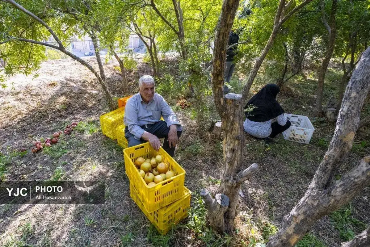 سرخی انار بر تن باغ‌های یزد