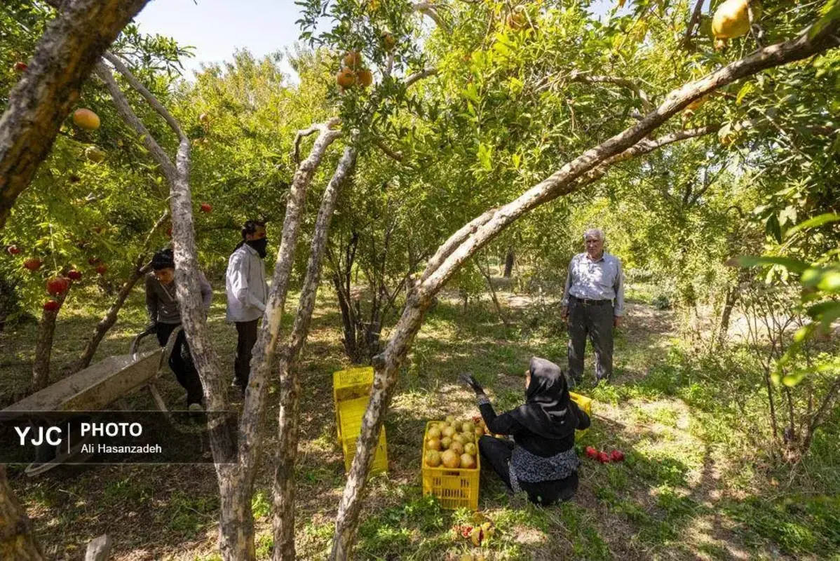 سرخی انار بر تن باغ‌های یزد