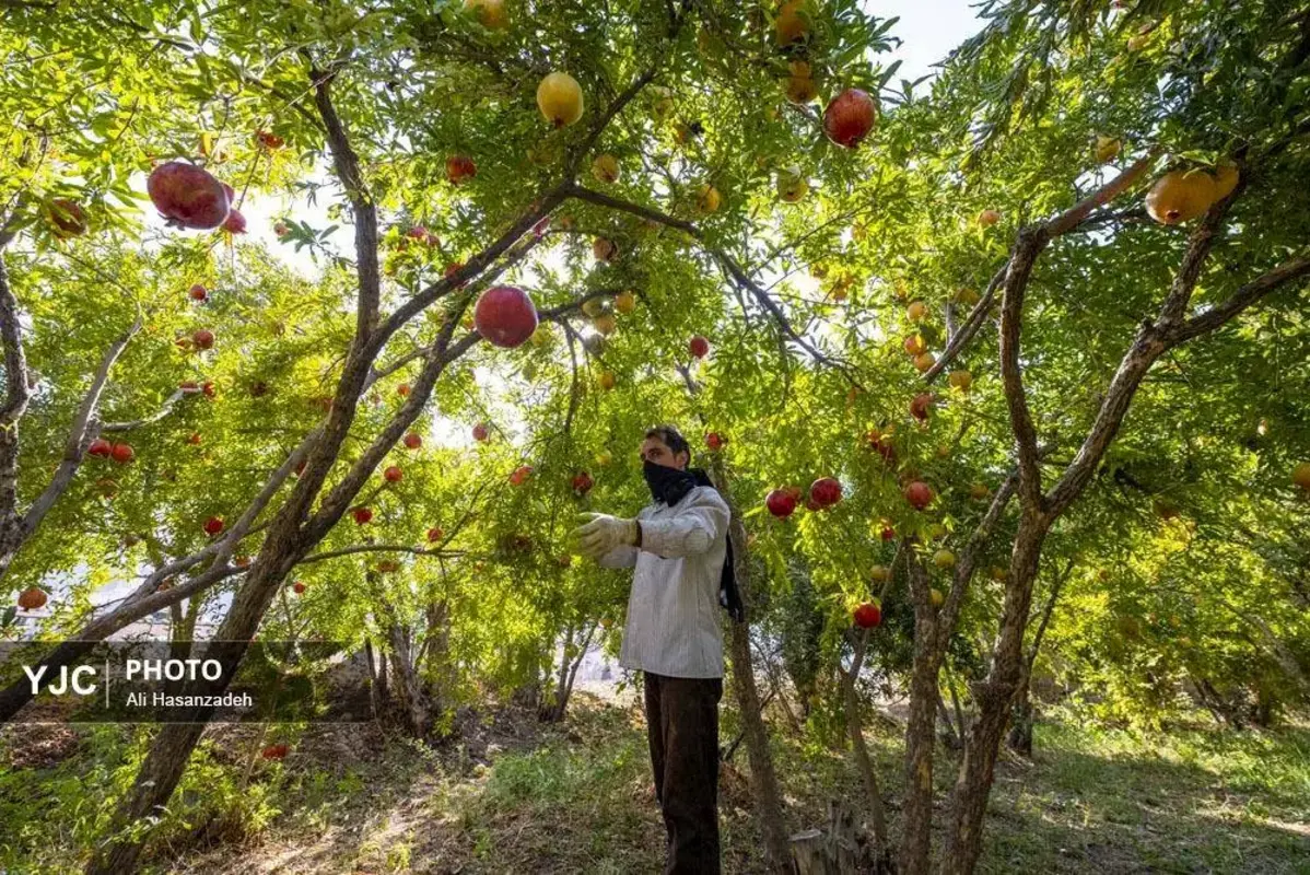 سرخی انار بر تن باغ‌های یزد