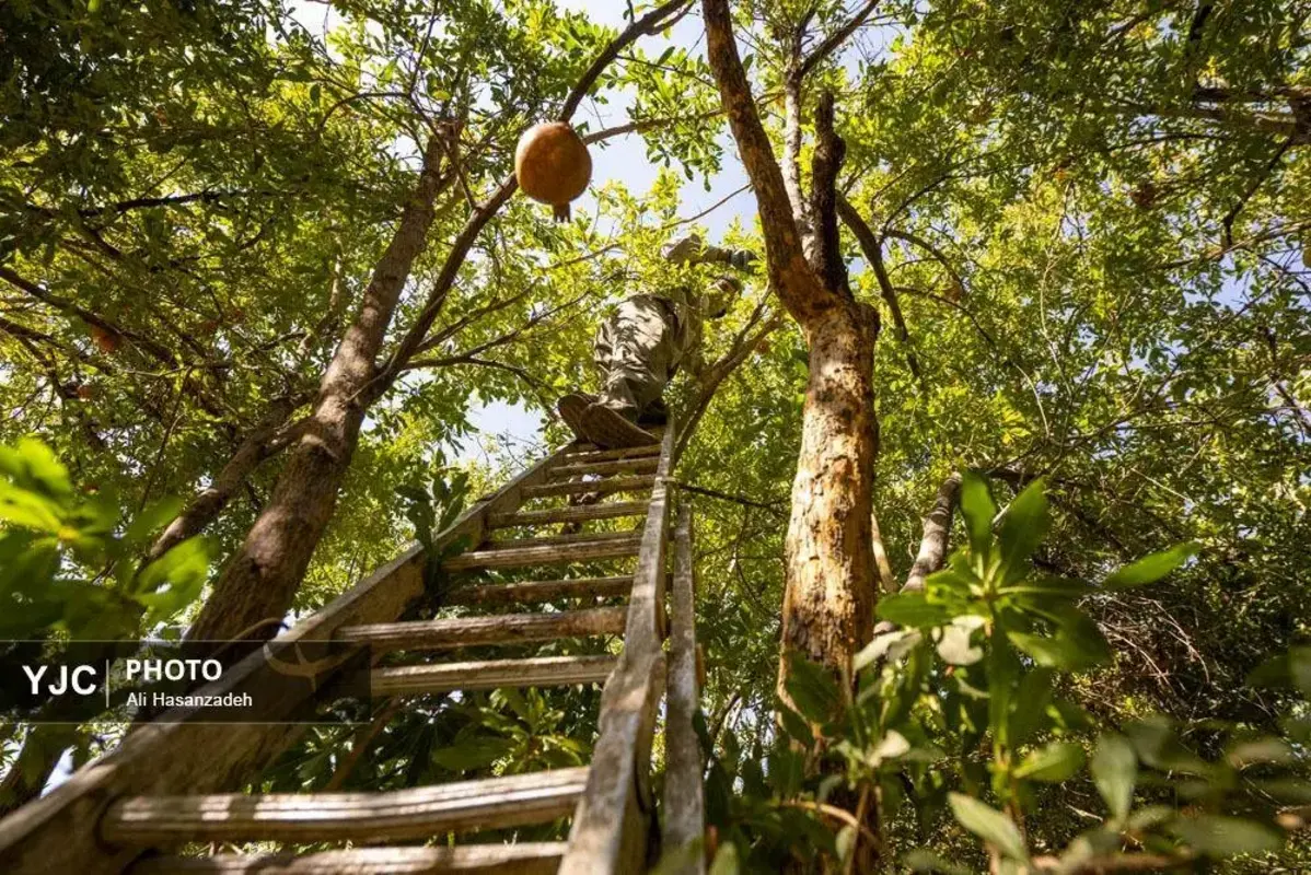 سرخی انار بر تن باغ‌های یزد