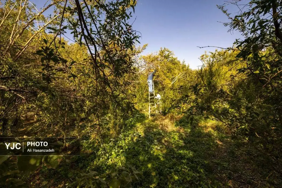 سرخی انار بر تن باغ‌های یزد