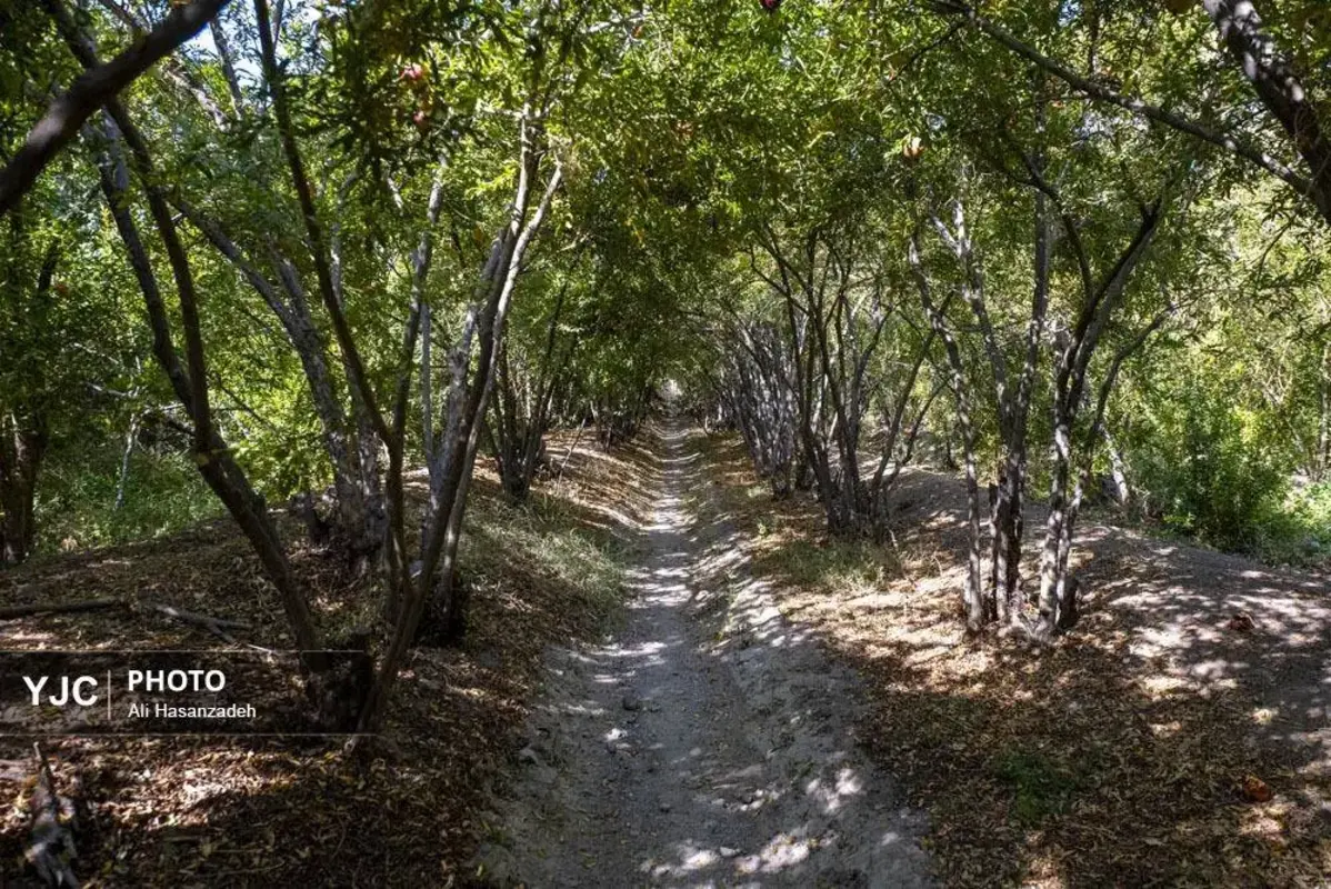 سرخی انار بر تن باغ‌های یزد