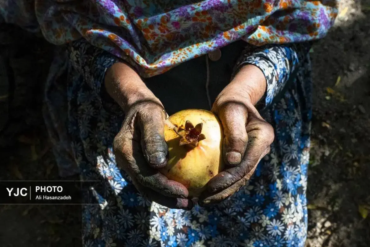 سرخی انار بر تن باغ‌های یزد