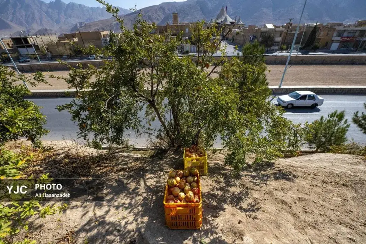 سرخی انار بر تن باغ‌های یزد