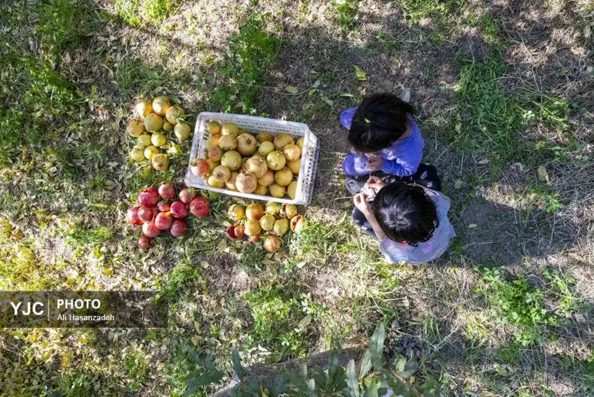 سرخی انار بر تن باغ‌های یزد