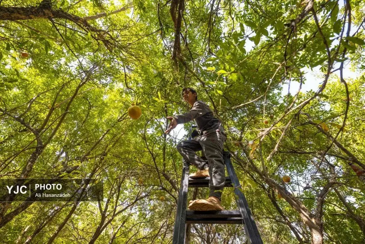 سرخی انار بر تن باغ‌های یزد