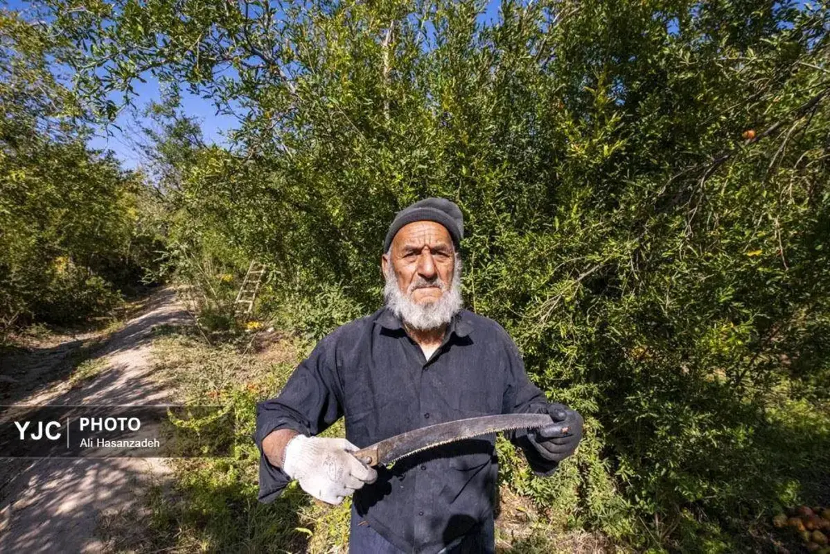 سرخی انار بر تن باغ‌های یزد