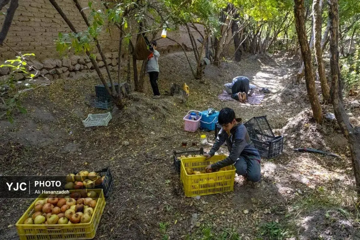 سرخی انار بر تن باغ‌های یزد