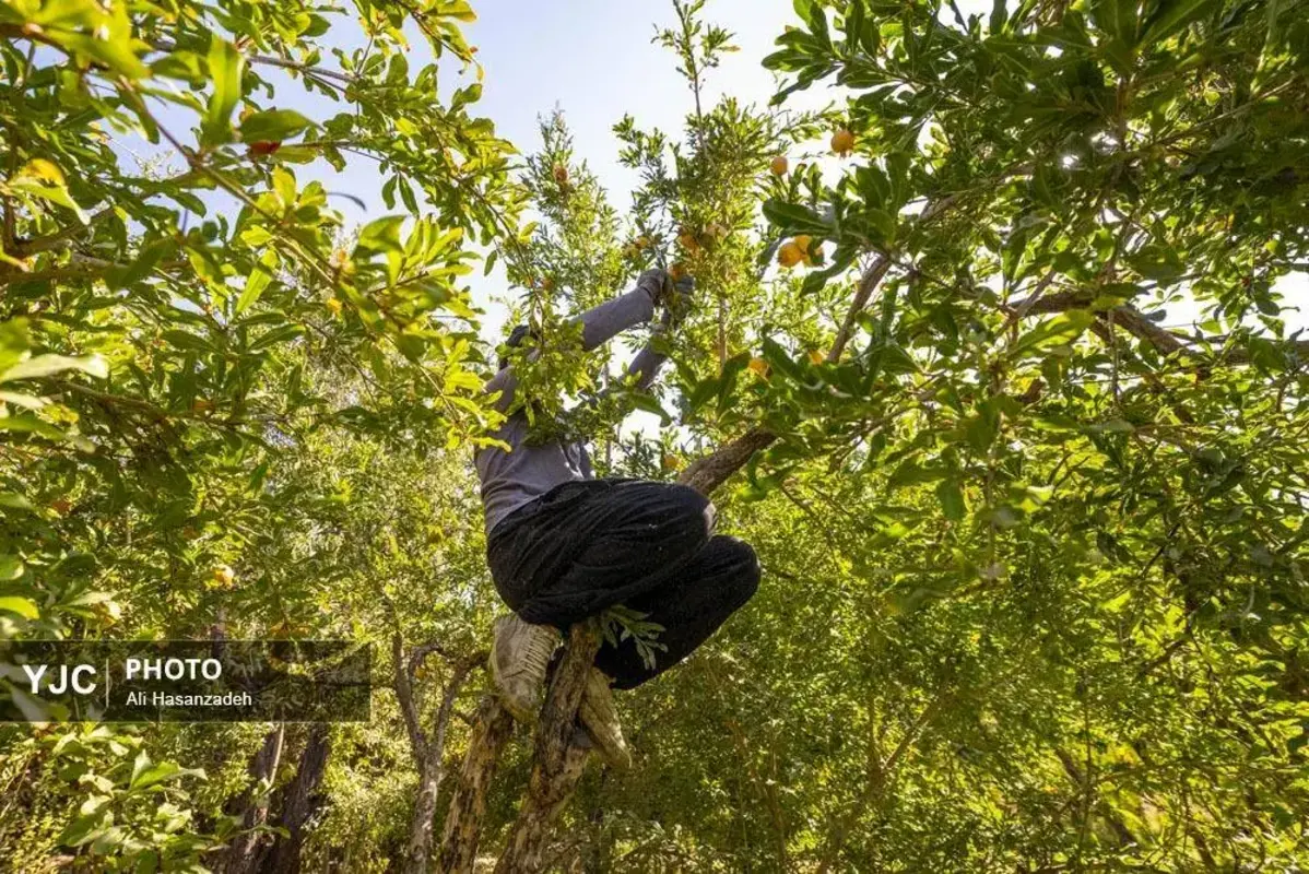 سرخی انار بر تن باغ‌های یزد