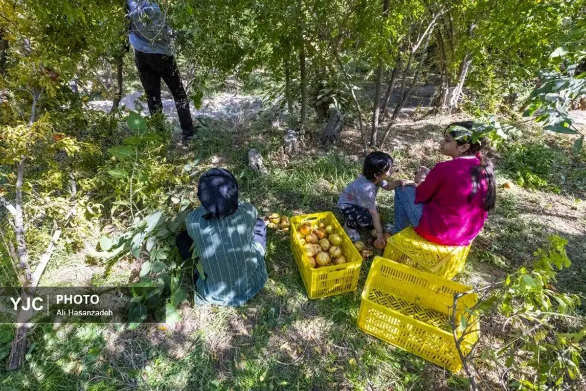 سرخی انار بر تن باغ‌های یزد