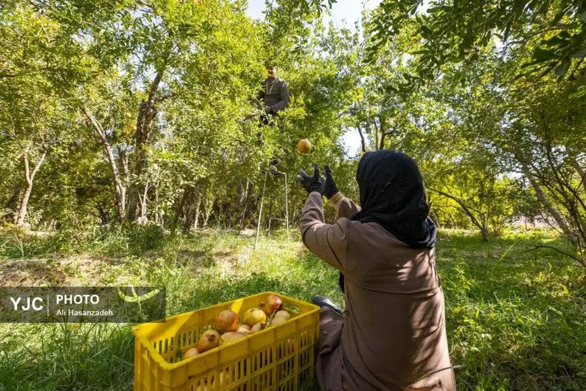 سرخی انار بر تن باغ‌های یزد