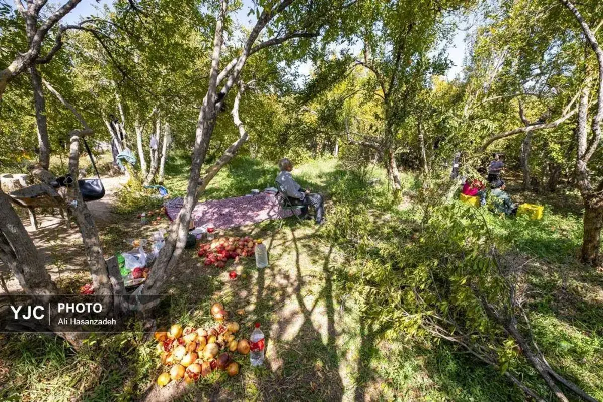 سرخی انار بر تن باغ‌های یزد