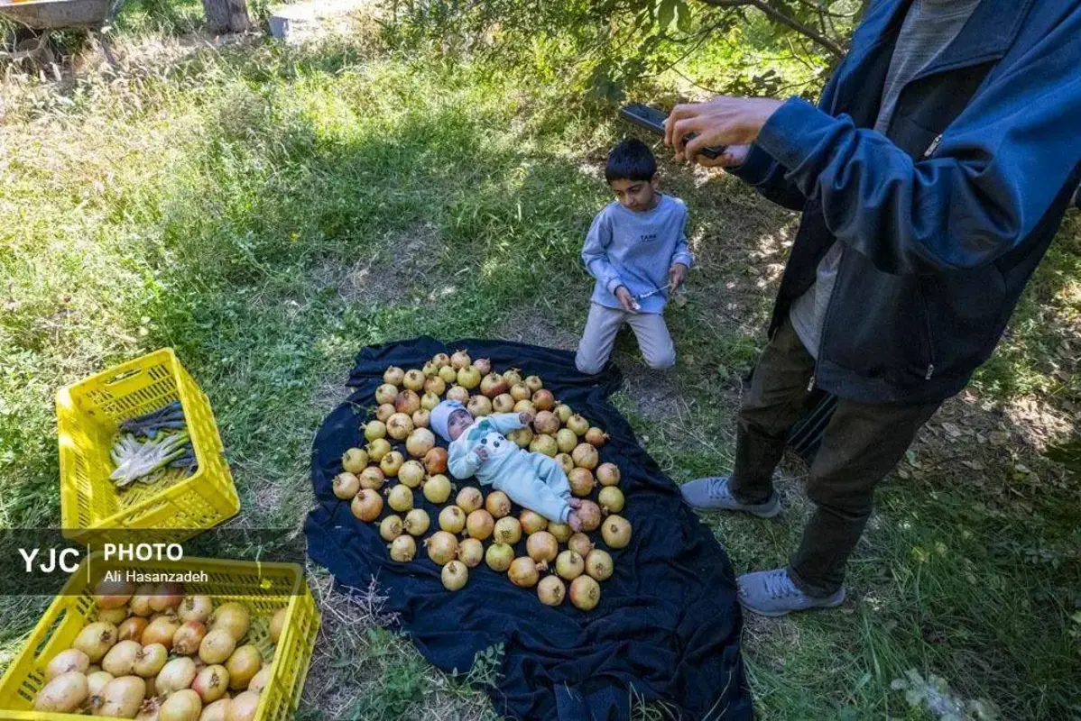 سرخی انار بر تن باغ‌های یزد