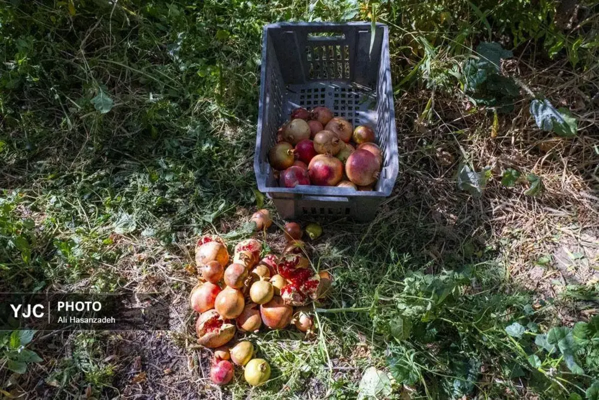 سرخی انار بر تن باغ‌های یزد