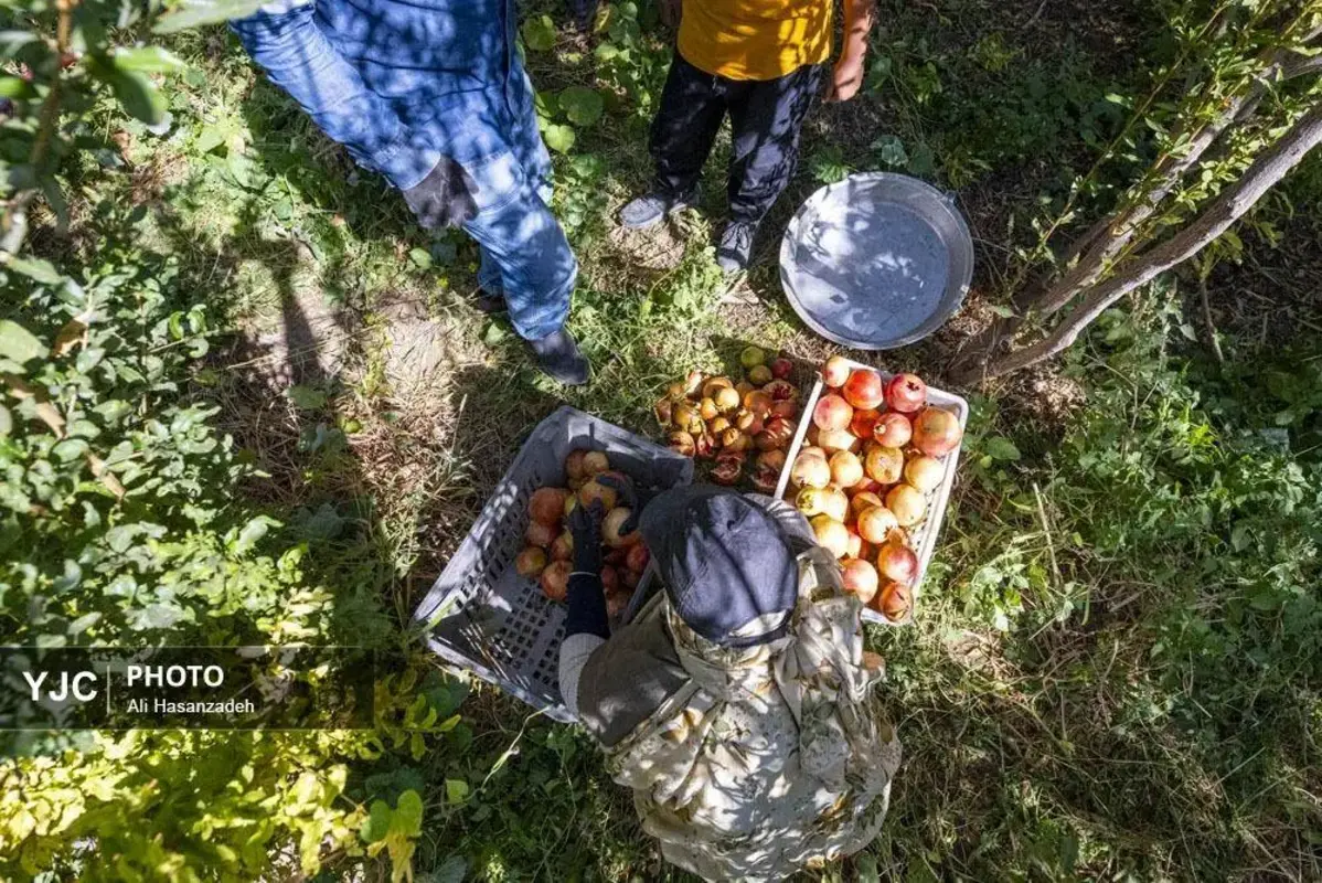 سرخی انار بر تن باغ‌های یزد