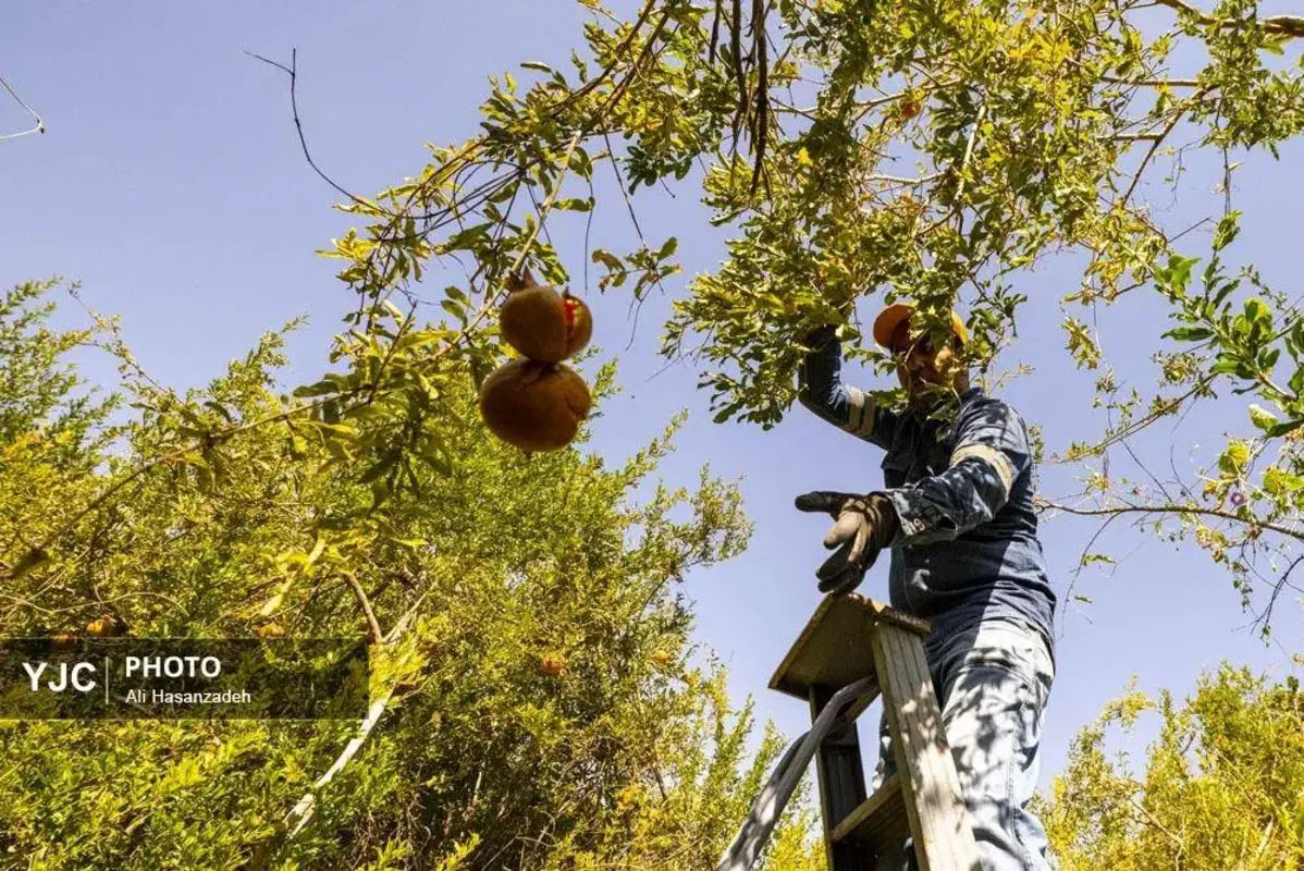 سرخی انار بر تن باغ‌های یزد