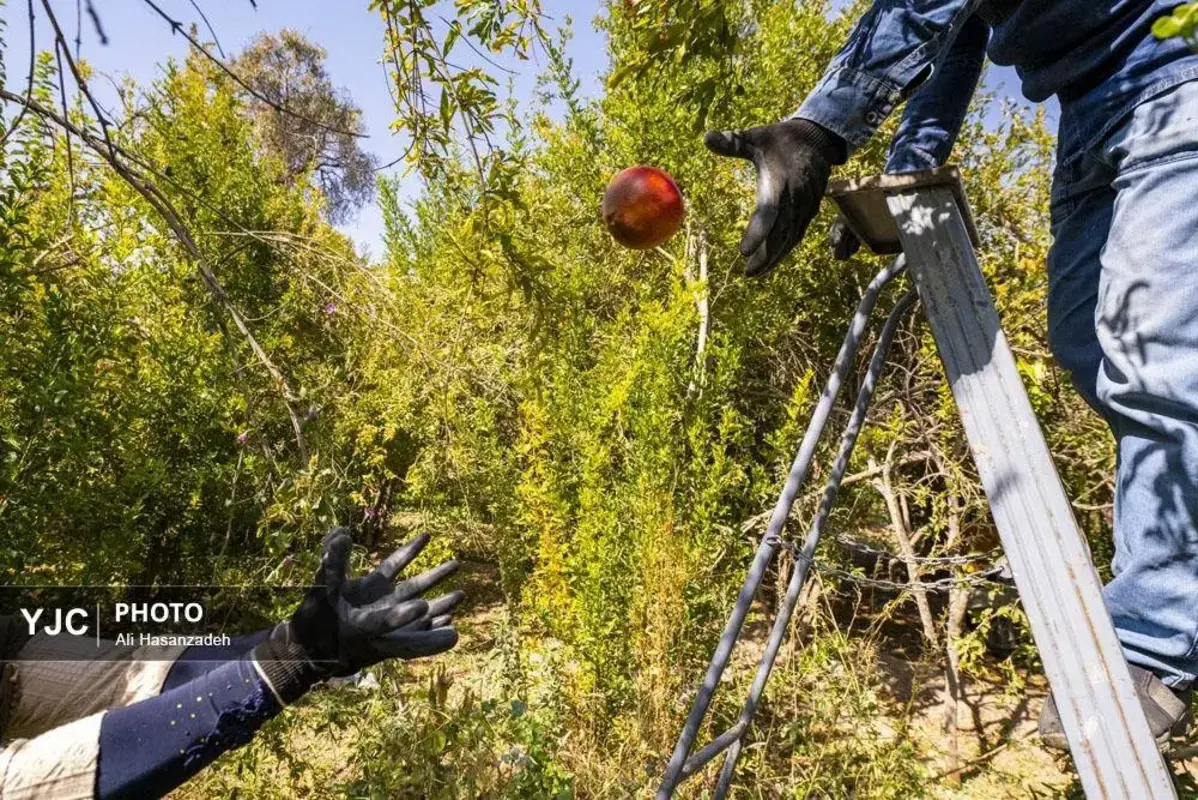 سرخی انار بر تن باغ‌های یزد