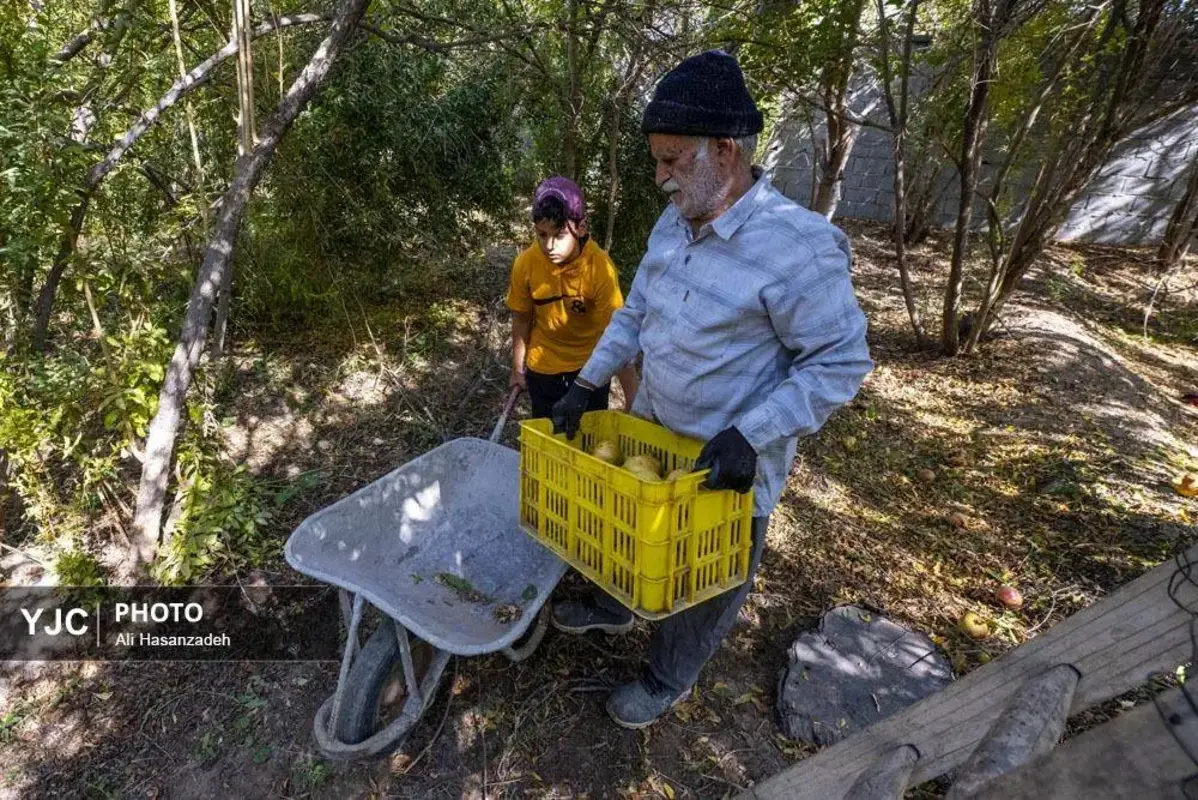 سرخی انار بر تن باغ‌های یزد