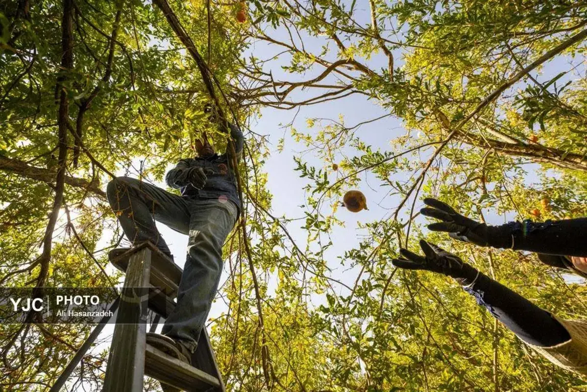 سرخی انار بر تن باغ‌های یزد