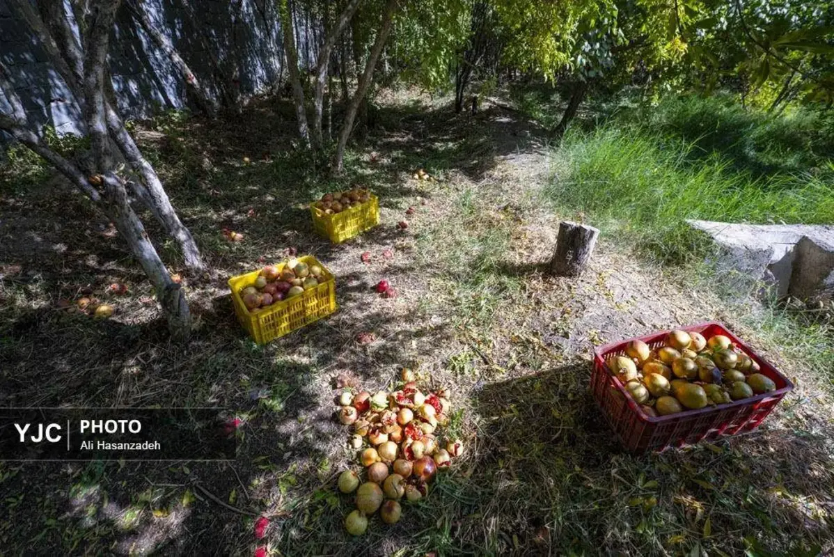 سرخی انار بر تن باغ‌های یزد