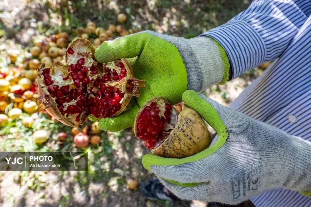 سرخی انار بر تن باغ‌های یزد