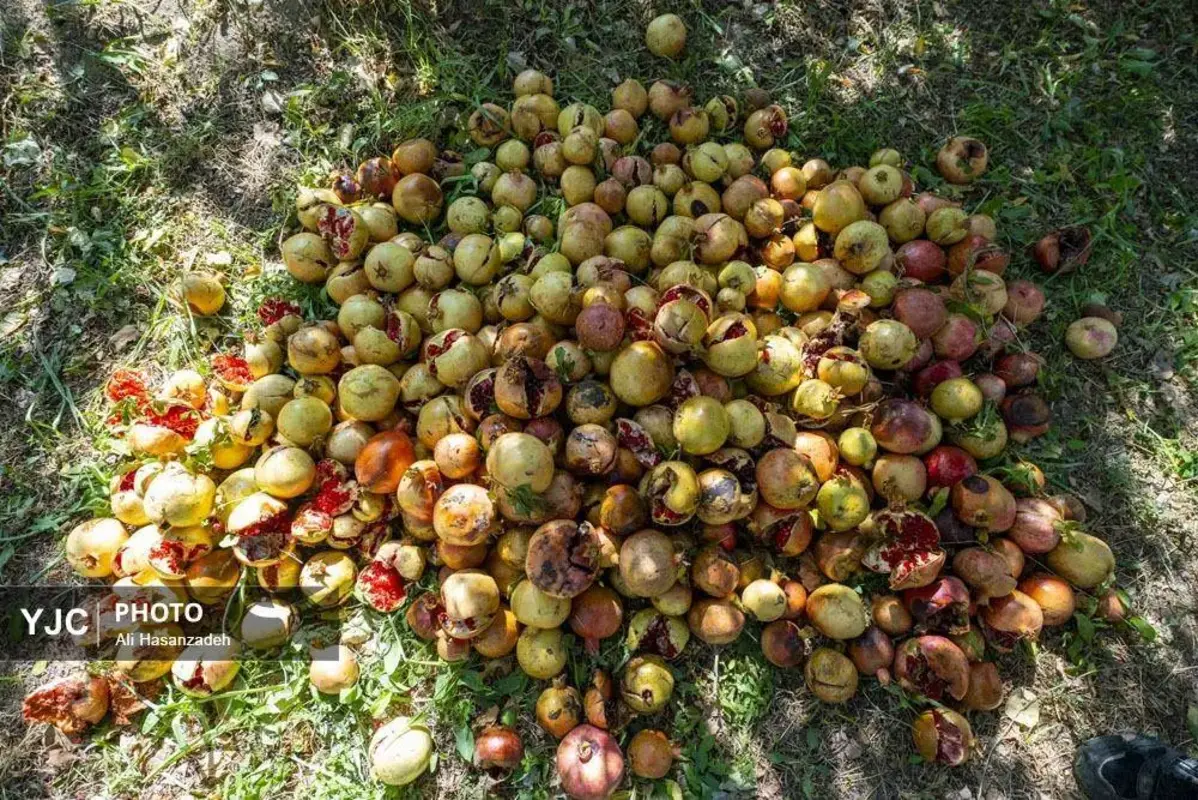 سرخی انار بر تن باغ‌های یزد