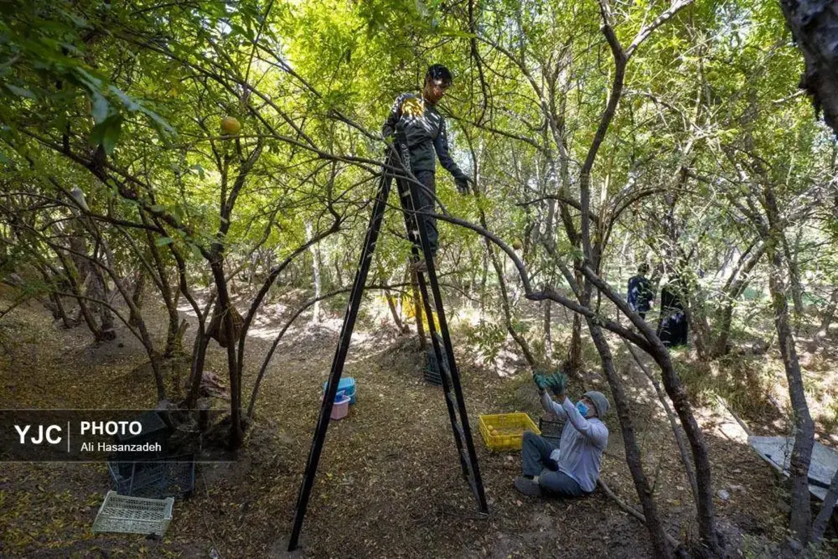 سرخی انار بر تن باغ‌های یزد