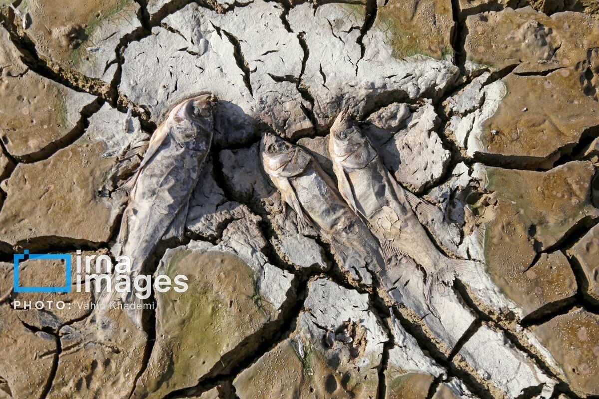 مرگ دست جمعی ماهی‌ها در سد عبدل آباد بجنورد