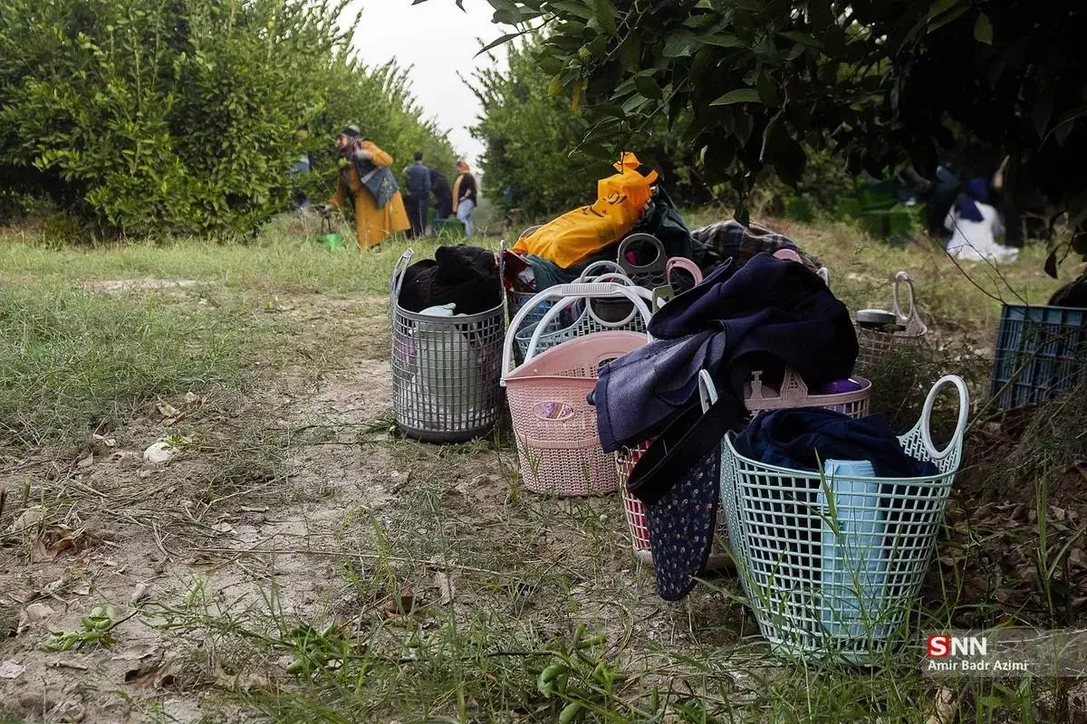 عطر نارنگی در هوای پاییزی هاشم‌آباد گرگان