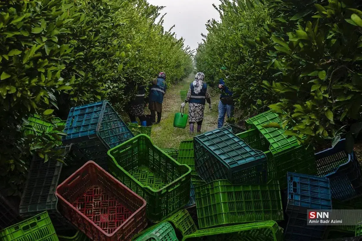 عطر نارنگی در هوای پاییزی هاشم‌آباد گرگان