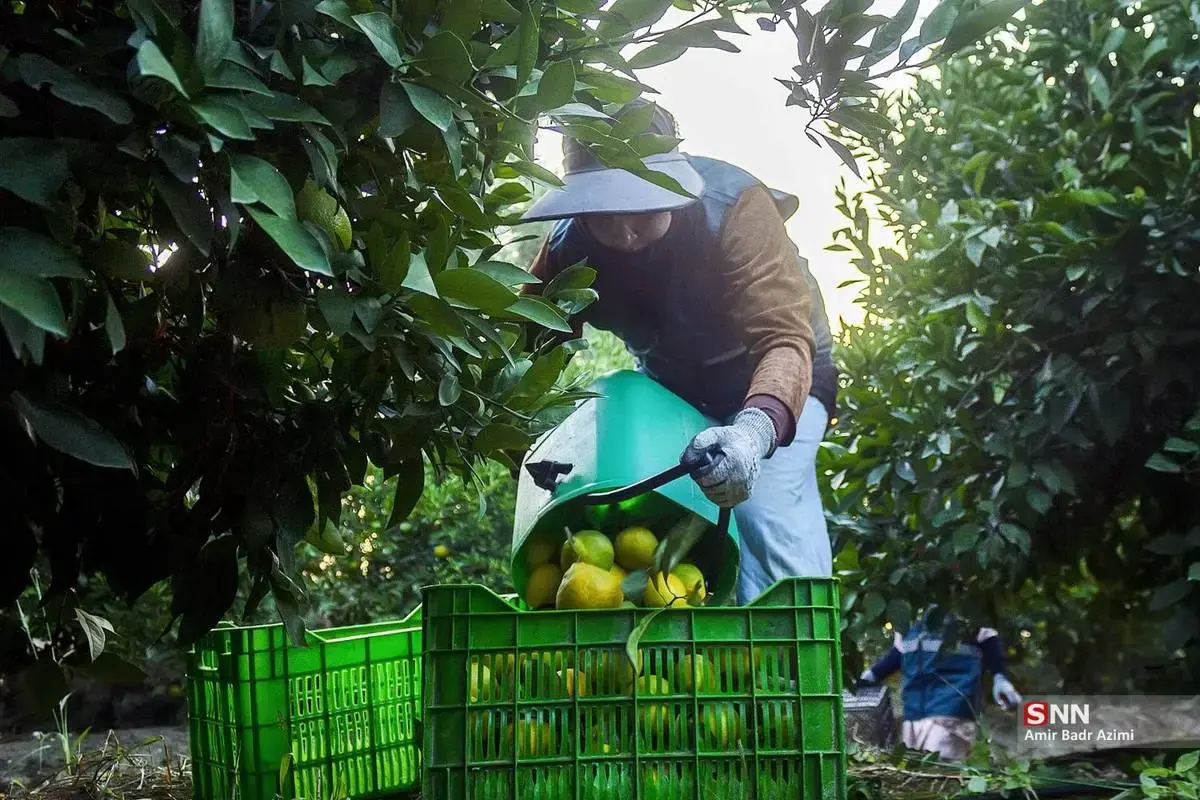 عطر نارنگی در هوای پاییزی هاشم‌آباد گرگان