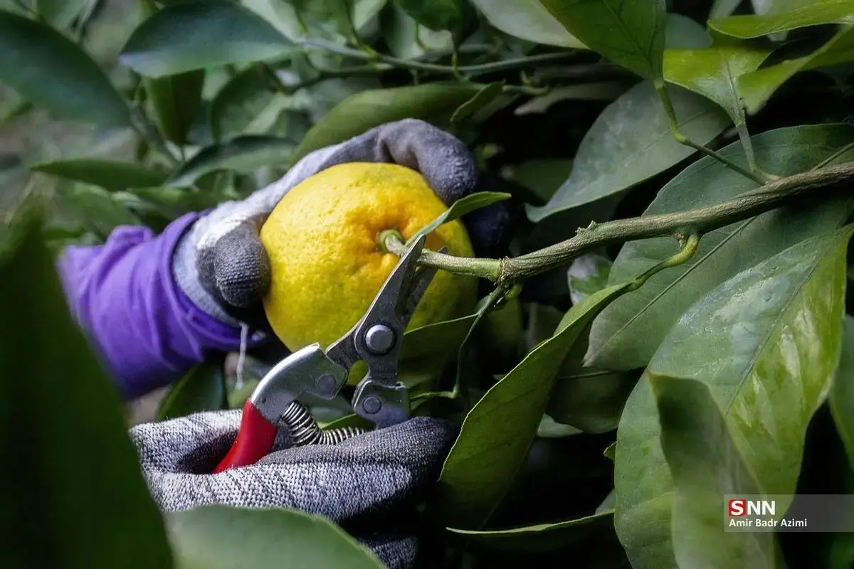 عطر نارنگی در هوای پاییزی هاشم‌آباد گرگان