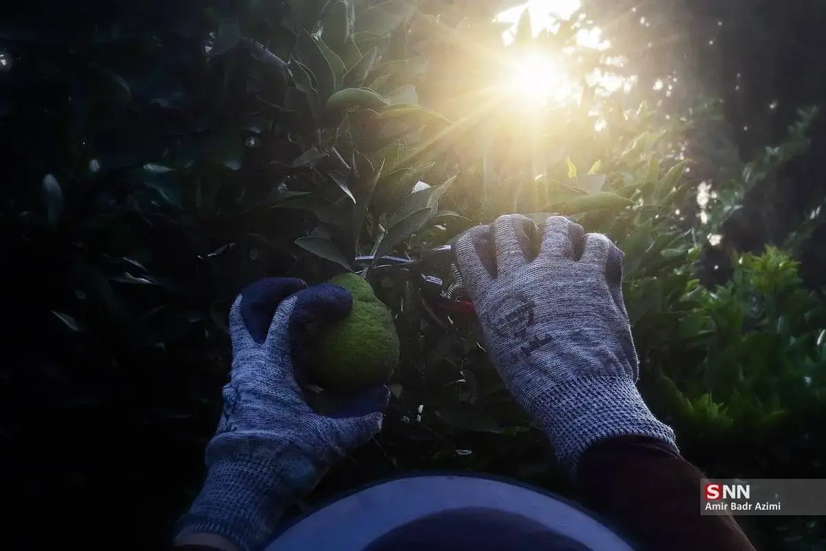 عطر نارنگی در هوای پاییزی هاشم‌آباد گرگان