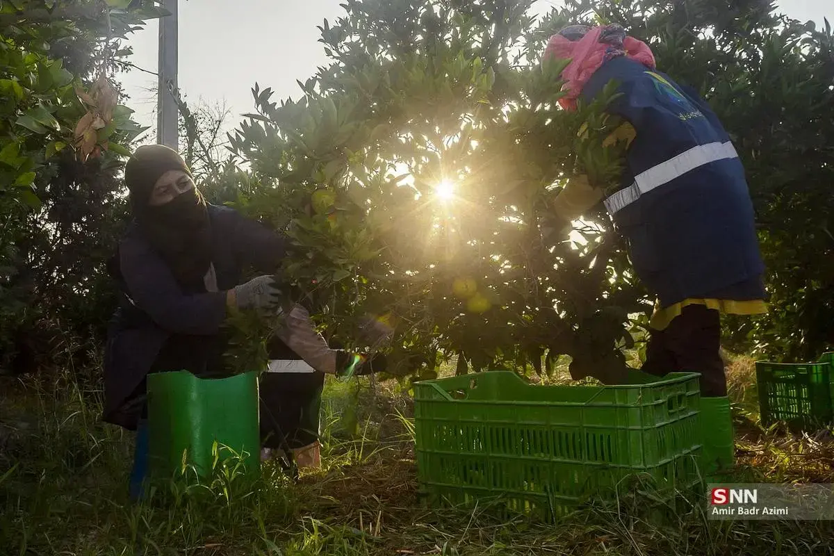 عطر نارنگی در هوای پاییزی هاشم‌آباد گرگان